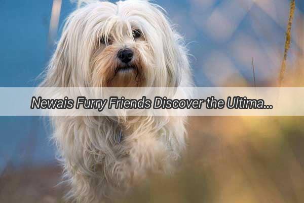 Newais Furry Friends Discover the Ultimate Guide to Adopting Your New Best Pal